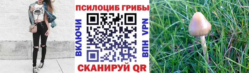 цена наркотик  Медынь  МЕГА ССЫЛКА  Галлюциногенные грибы Magic Shrooms 